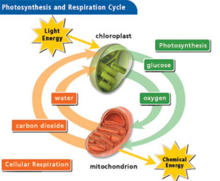 photosynthesis and fermentation