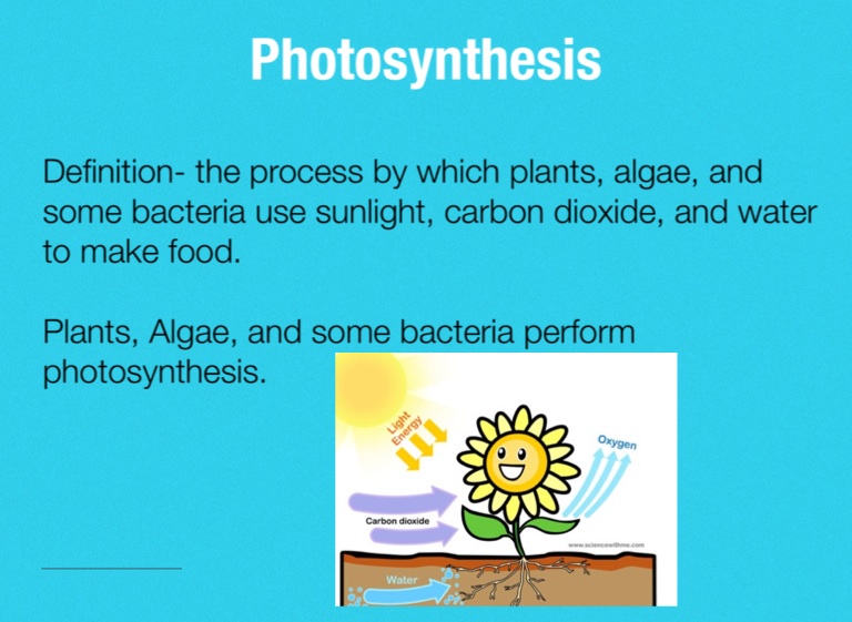 Photosynthesis and Cellular Respiration Screen 2 on