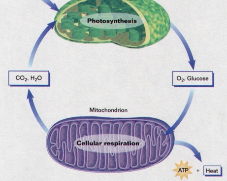 Photosynthesis and Cellular Respiration - Screen 6 on FlowVella ...