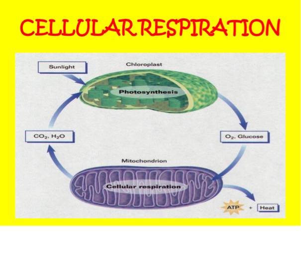 Brittany guy science 3rd hour - Screen 4 on FlowVella - Presentation ...