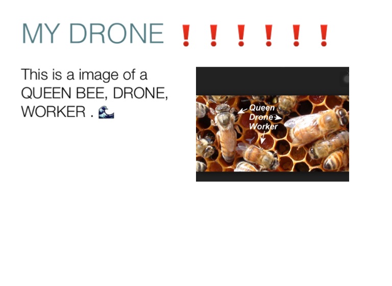drone bee definition