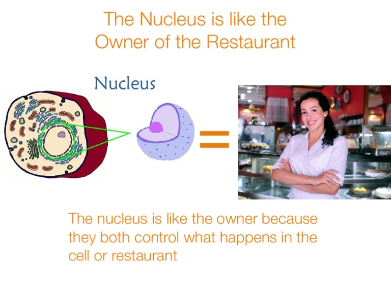 Animal cell analogy - Screen 2 on FlowVella - Presentation ...