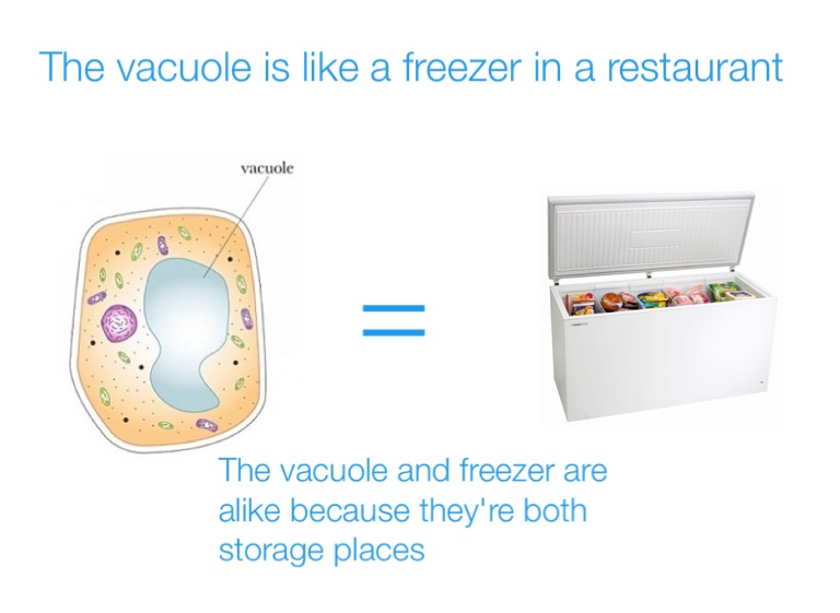 Animal cell analogy - Screen 7 on FlowVella - Presentation ...