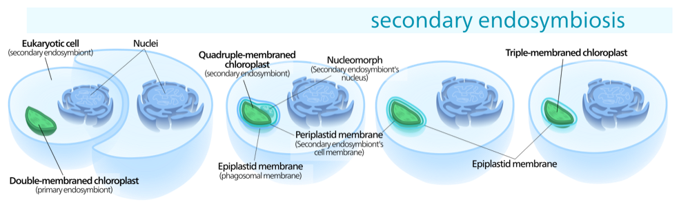 What do mitochondrial and thylakoid membranes have in common?