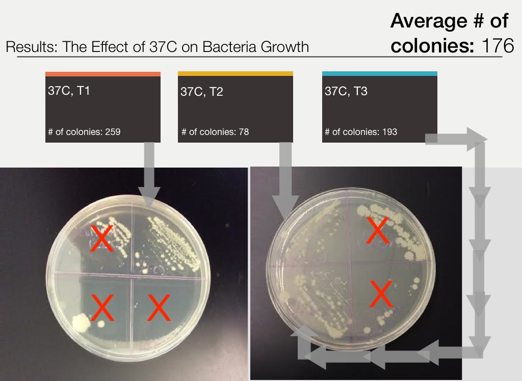 The Effect of Temperature on Bacteria Growth - Screen 7 on FlowVella