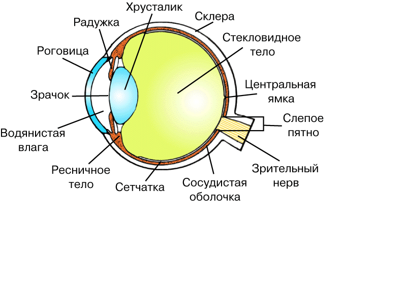 Склера сетчатка слепое. Внутреннее строение глаза человека схема. Строение глаза вид спереди. Зрительный анализатор строение органа зрения. Внутренне строение глаза.