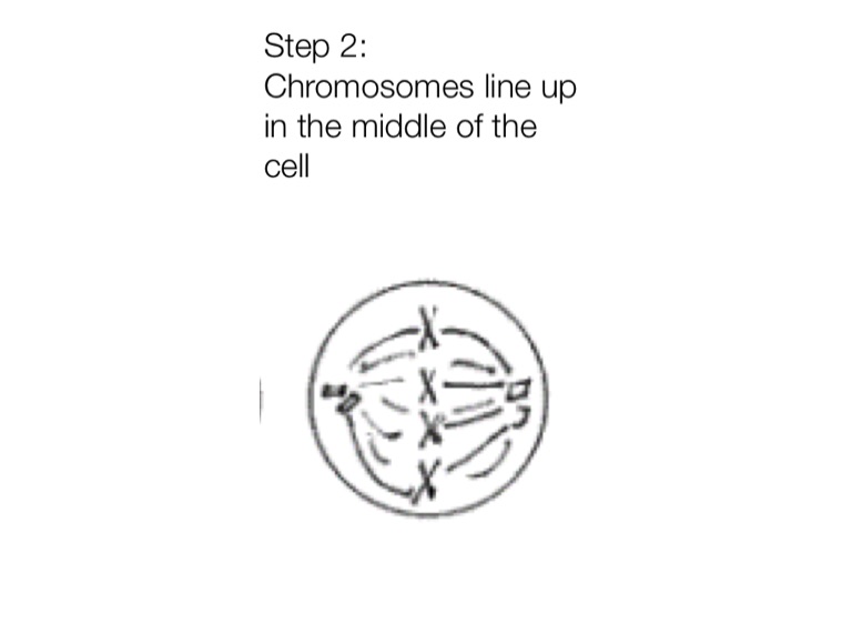 Mitosis - Screen 4 on FlowVella - Presentation Software for Mac iPad ...