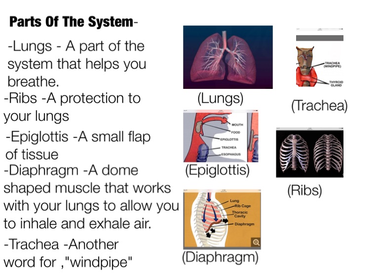 esophagus-anatomy-function-conditions