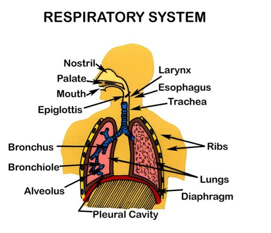 Respitary systems - Screen 4 on FlowVella - Presentation Software for ...