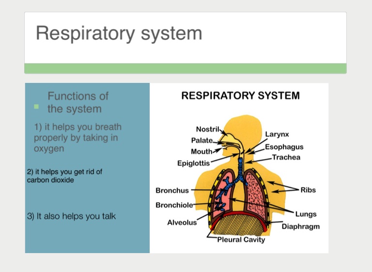 Respitary systems - Screen 4 on FlowVella - Presentation Software for ...