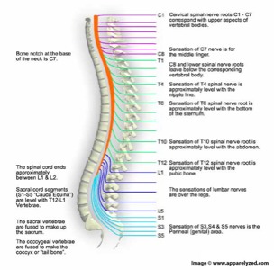 Spinal cord - Screen 5 on FlowVella - Presentation Software for Mac ...