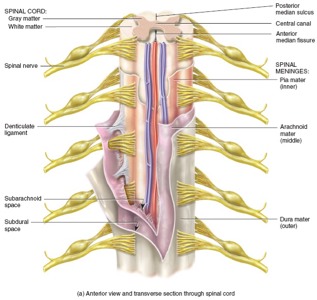 Spinal cord - Screen 5 on FlowVella - Presentation Software for Mac ...