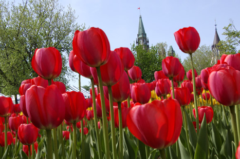 Canadian Tulip Festival - Wikipedia