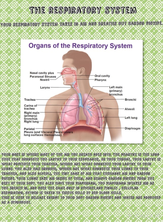 The human body systems - Screen 6 on FlowVella - Presentation Software ...