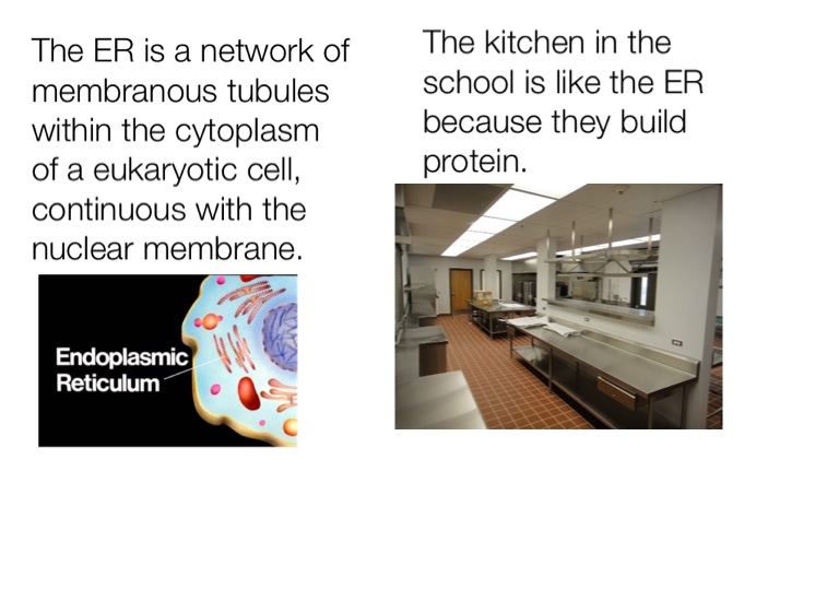 A cell compared to school - Screen 5 on FlowVella - Presentation ...