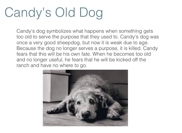 what does the death of candys dog symbolize