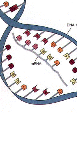 Dna & RNA - Screen 11 on FlowVella - Presentation Software for Mac iPad ...