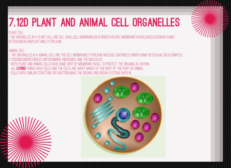 Vacuole Function 7th Grade - Aflam-Neeeak