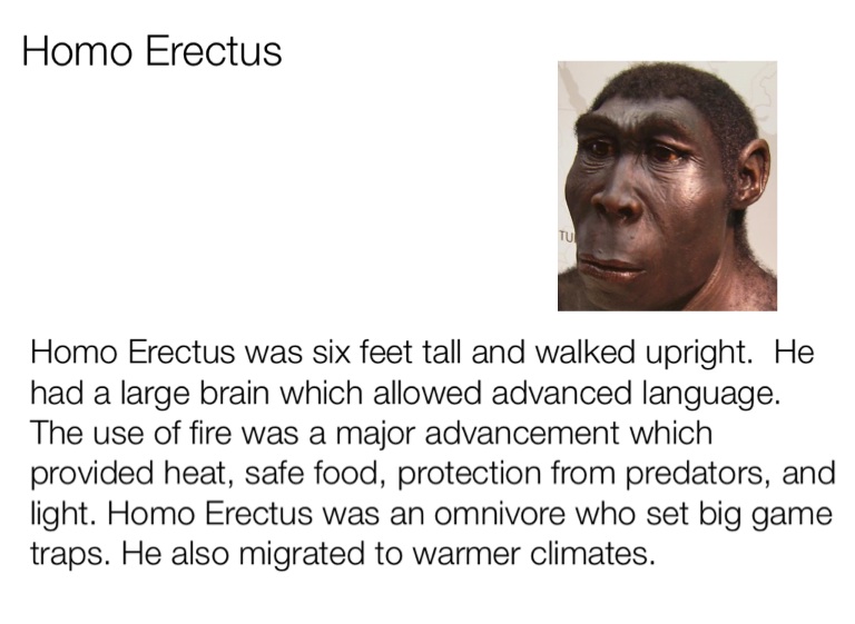 homo erectus food