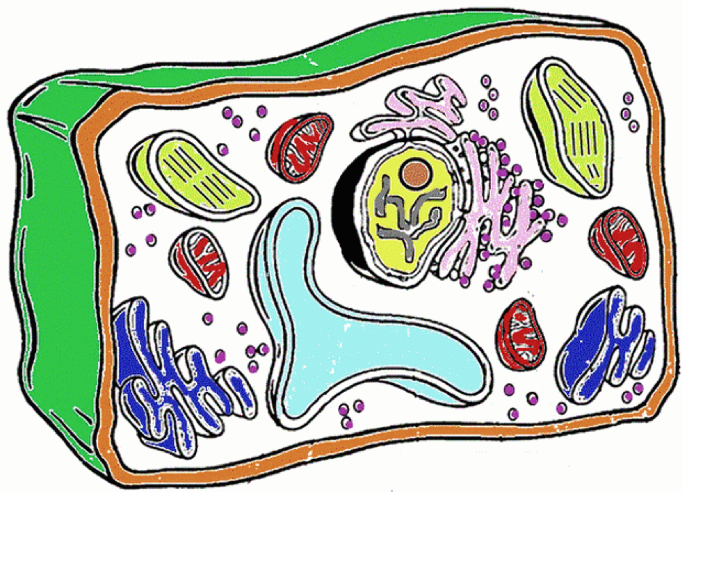 Простейшая живая клетка. Клетка организма. Растительная клетка. Клетка живого организма. Изображение клетки.
