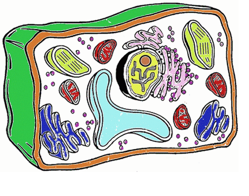 Клетка биология рисунок. Клетка организма. Биологическая клетка. Клетка растительного организма. Клетка живого организма.