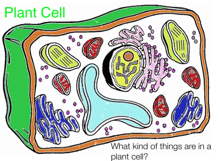 Plant Cell On Flowvella - Presentation Software For Mac Ipad And Iphone