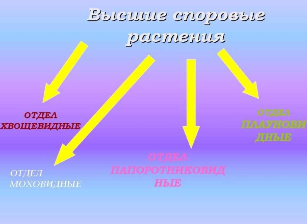 Задания части 2 ЕГЭ по теме «Обзор царства растений»