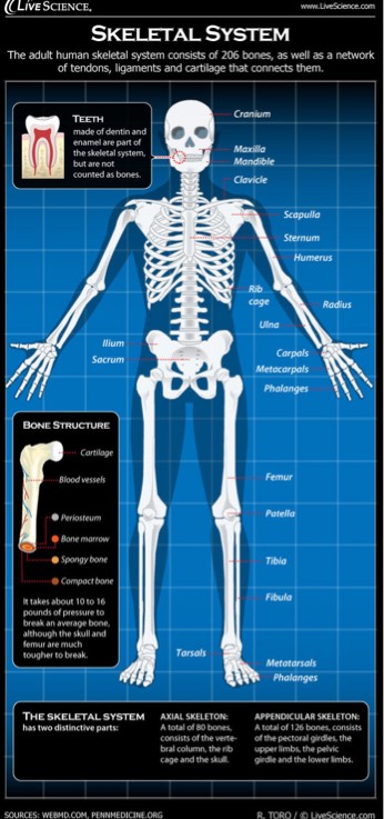 The skeletal system on flowvella download