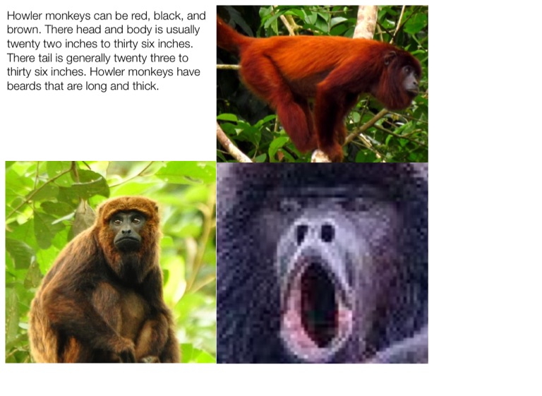 Ela Howler Monkeys - Screen 4 On Flowvella - Presentation Software For 