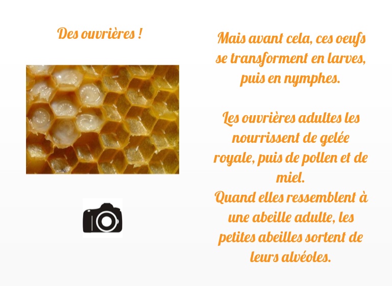 Les abeilles - Screen 17 on FlowVella - Presentation Software for Mac ...