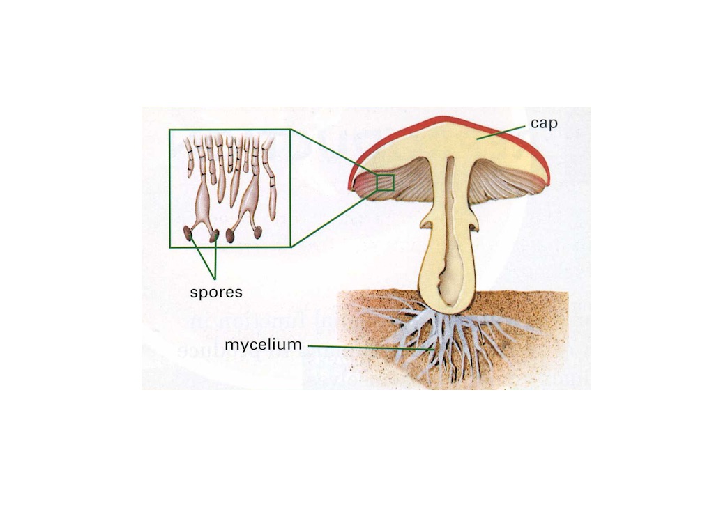 Plants Respiration, Fungi and Mushrooms - Screen 6 on FlowVella ...