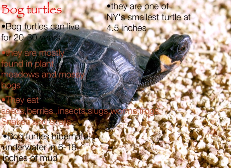 Turtles Facts - Screen 4 On Flowvella - Presentation Software For Mac 