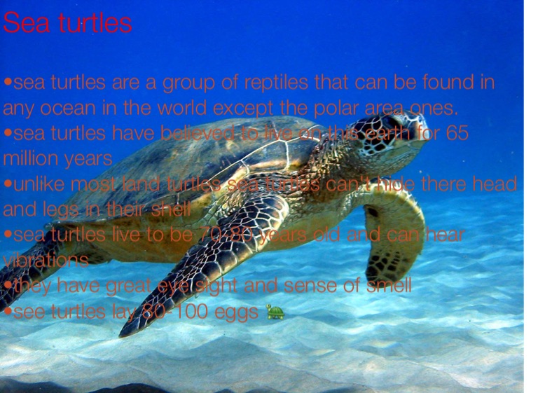 Turtles facts - Screen 7 on FlowVella - Presentation Software for Mac ...