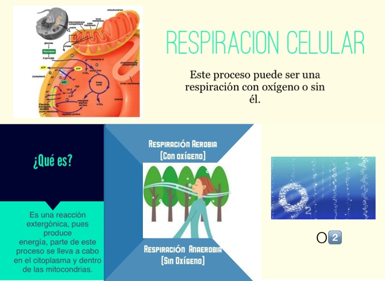 Respiración Aerobia y Anaerobia - Screen 4 on FlowVella - Presentation ...