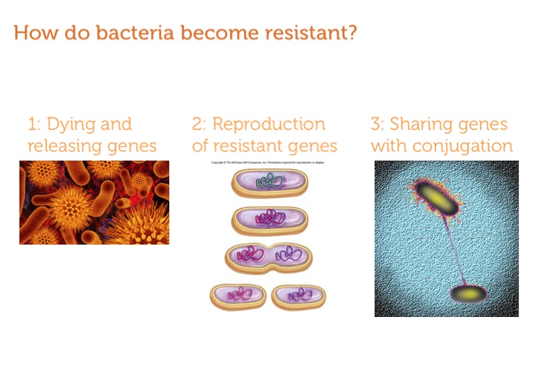 Antibiotics: The History, Golden Age and Bacteria Resistance - Screen 9 ...