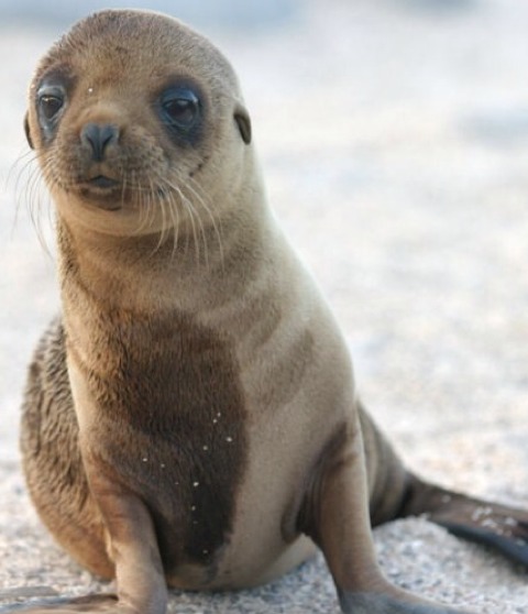 Japanese Sea Lion - Screen 2 on FlowVella - Presentation Software for