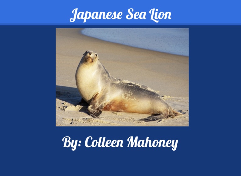 Japanese Sea Lions on FlowVella - Presentation Software for Mac iPad