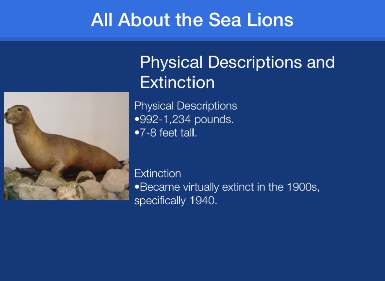 Japanese Sea Lions - Screen 2 on FlowVella - Presentation Software for