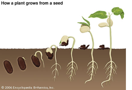 Plants and their parts! - Screen 8 on FlowVella - Presentation Software ...