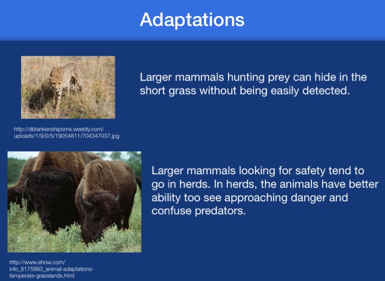 Temperate Grasslands - Screen 4 on FlowVella - Presentation Software for  Mac iPad and iPhone