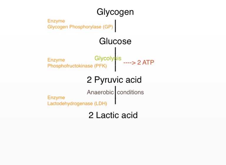 Lactic acid system - Screen 6 on FlowVella - Presentation Software for ...