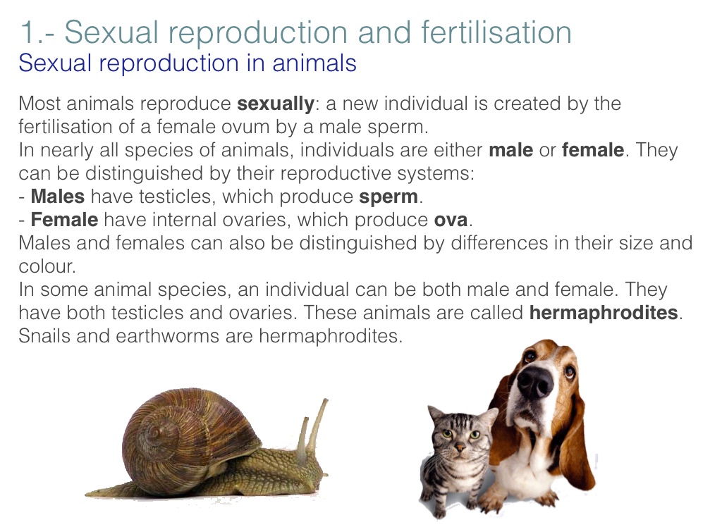 Animals Reproduction, 5th level - Screen 3 on FlowVella - Presentation
