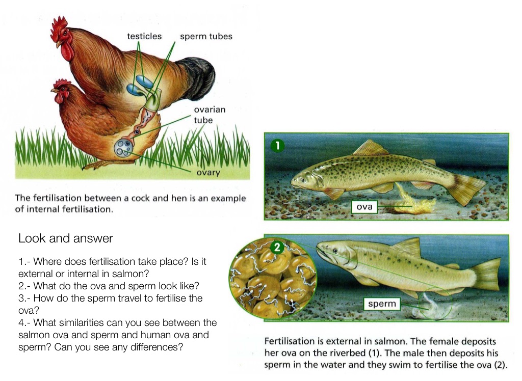 Animals Reproduction, 5th level - Screen 5 on FlowVella - Presentation  Software for Mac iPad and iPhone