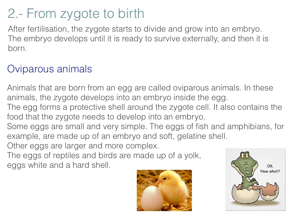 Animals Reproduction, 5th level - Screen 6 on FlowVella - Presentation