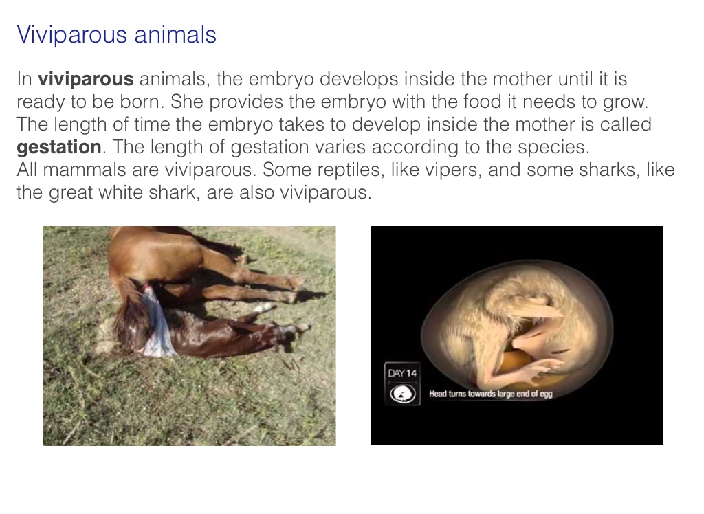 Animals Reproduction, 5th level - Screen 7 on FlowVella - Presentation  Software for Mac iPad and iPhone