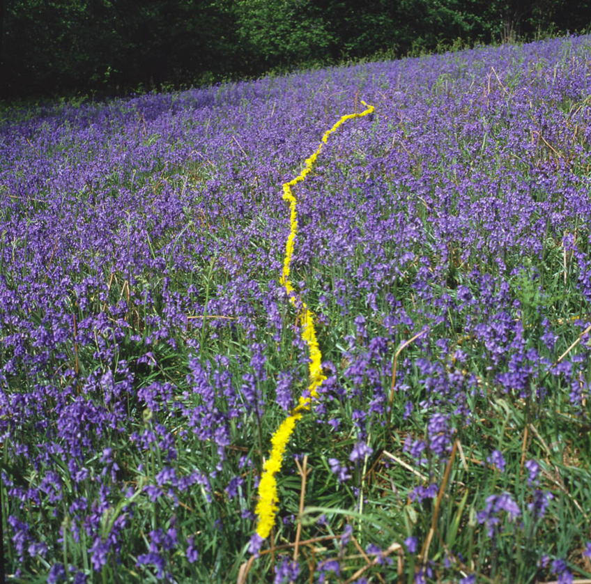 Image result for andy goldsworthy lines