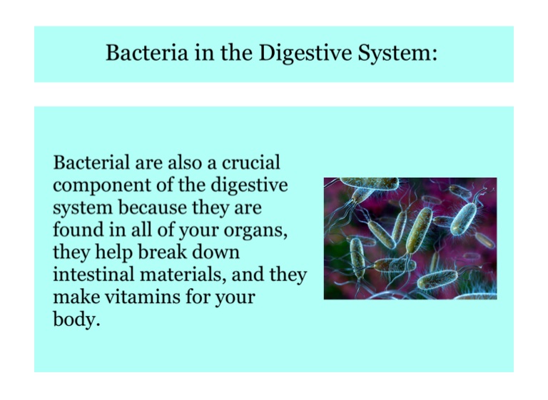 The Digestive System - Screen 11 on FlowVella - Presentation Software