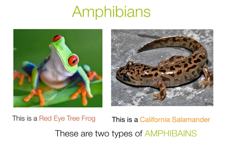 Amphibians on FlowVella - Presentation Software for Mac iPad and iPhone