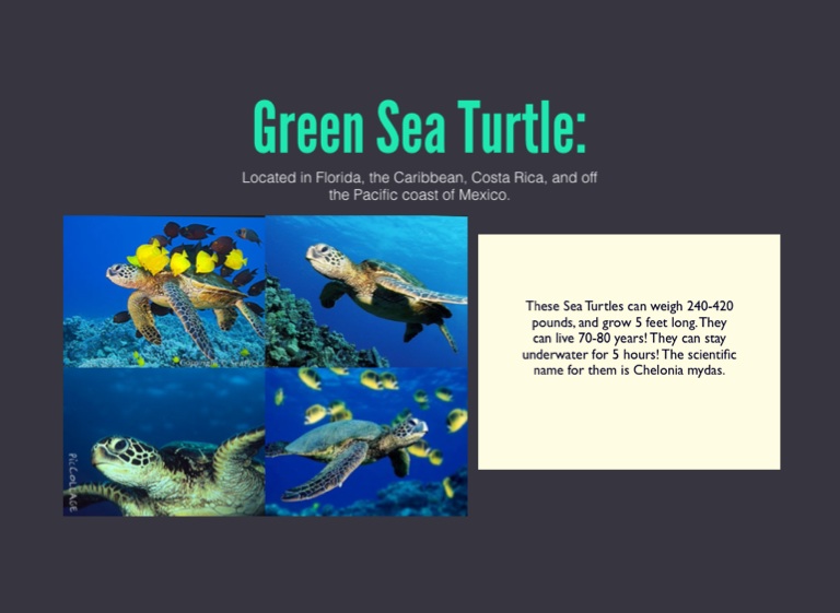 Sea Turtles!🐢 Grade: 5 - Screen 7 on FlowVella - Presentation Software ...