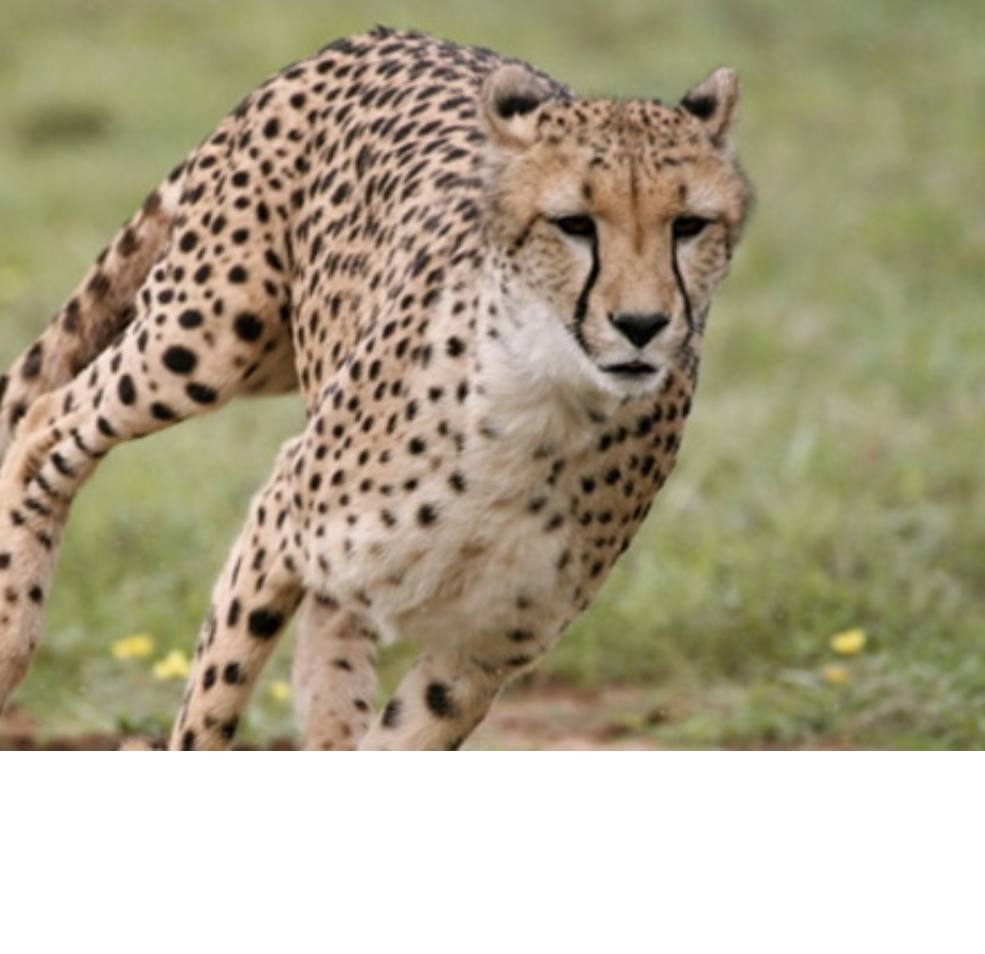 software cdi cheetah power